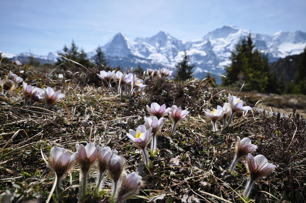 Chalet Bim Chilchli Mürren Δωμάτιο φωτογραφία